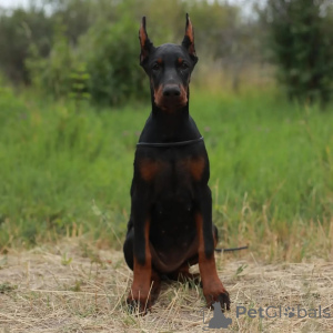 Photo №2 de l'annonce № 137742 de la vente dobermann - acheter à Allemagne annonce privée