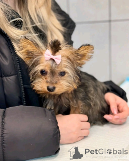 Photo №2 de l'annonce № 135305 de la vente yorkshire terrier - acheter à Espagne éleveur