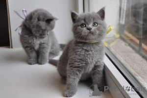 Photo №1. british shorthair - à vendre en ville de Малага | 350€ | Annonce № 126536