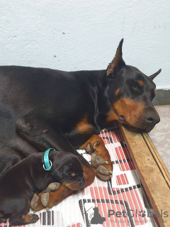 Photo №4. Je vais vendre dobermann en ville de Obrenovac. éleveur - prix - négocié