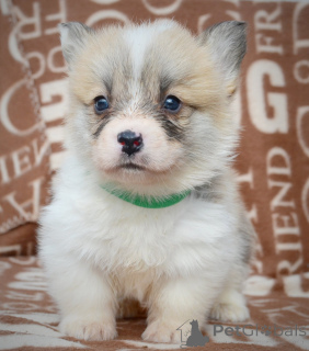 Photo №3. Welsh Corgi Pembroke - beaux chiots. Serbie