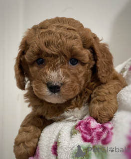 Photo №3. F1 Maltipoo Welpen Zu Verkaufen WhatsApp ..49 15510 816024. Allemagne