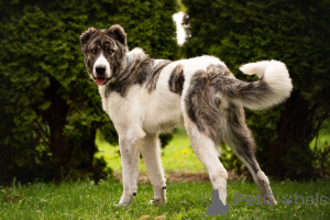 Photo №1. chien bâtard - à vendre en ville de Москва | Gratuit | Annonce №120166