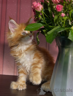 Photo №1. maine coon - à vendre en ville de Dalarna | négocié | Annonce № 155326