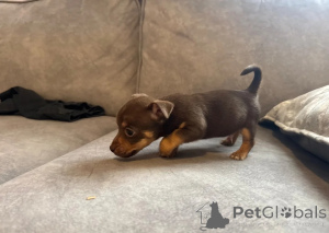 Photo №1. jack russell terrier - à vendre en ville de Grains | 600€ | Annonce №172158