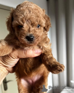 Photo №4. Je vais vendre caniche (jouet) en ville de Мадрид. éleveur - prix - 350€