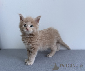 Photo №2 de l'annonce № 174368 de la vente maine coon - acheter à Belgique 