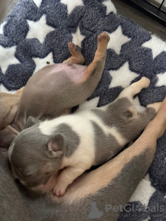 Photo №4. Je vais vendre bouledogue en ville de Augustdorf.  - prix - 1000€