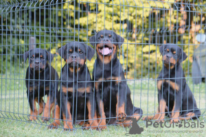 Photo №2 de l'annonce № 56966 de la vente rottweiler - acheter à Serbie éleveur