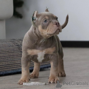 Photo №1. american bully - à vendre en ville de Wuppertal | 999€ | Annonce №147463
