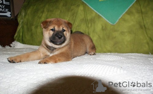 Photo №1. shiba - à vendre en ville de Бохум | 550€ | Annonce №122795