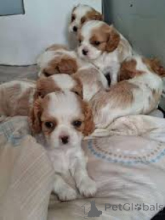 Photo №1. cavalier king charles spaniel - à vendre en ville de Paris | 700€ | Annonce №166730