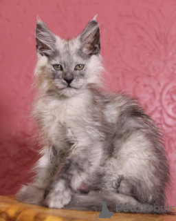 Photo №1. maine coon - à vendre en ville de Navan | négocié | Annonce № 156246