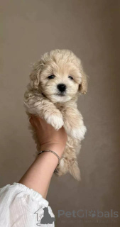 Photo №1. maltipu - à vendre en ville de Berlin | négocié | Annonce №154941