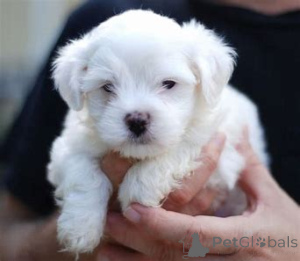 Photo №3. Bichon Frise-puppy's te koop. Pays Bas