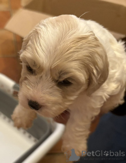 Photo №3. King Charles mix chiots cockapoo. Hongrie