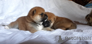 Photos supplémentaires: Chiots Shiba Inu du chenil RKF/FCI/NIPPO