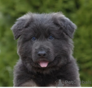 Photo №1. berger allemand - à vendre en ville de Chelyabinsk | négocié | Annonce №126832