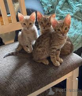 Photo №2 de l'annonce № 164261 de la vente ocicat - acheter à Belgique annonce privée, éleveur