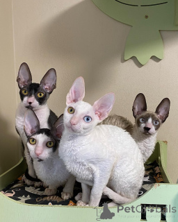 Photo №1. cornish rex - à vendre en ville de Hannover | négocié | Annonce № 164204
