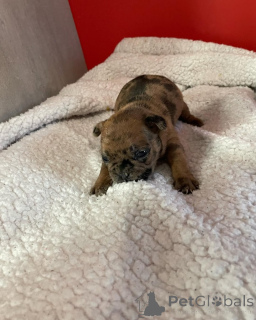 Photo №4. Je vais vendre bouledogue en ville de Paris. annonce privée, de l'abri - prix - 2500€