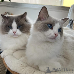 Photo №1. ragdoll - à vendre en ville de Гамбург | 220€ | Annonce № 115741