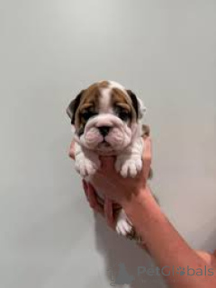 Photo №2 de l'annonce № 164160 de la vente bulldog anglais - acheter à Belgique annonce privée, éleveur