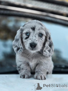 Photo №1.  - à vendre en ville de Brasschaat | 630€ | Annonce №162701