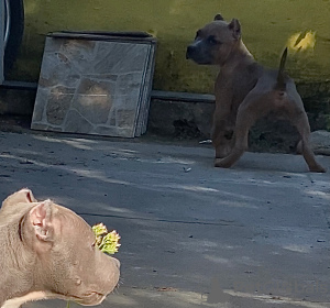 Photo №2 de l'annonce № 14220 de la vente american bully - acheter à Fédération de Russie annonce privée