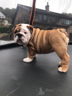 Photo №4. Je vais vendre bulldog anglais en ville de Barcelone. annonce privée, éleveur - prix - 450€