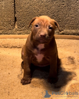 Photos supplémentaires: Chiots américains Pit Bull Terrier