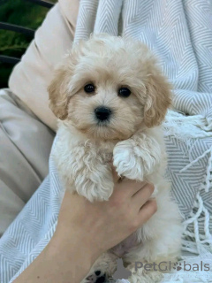 Photo №2 de l'annonce № 138217 de la vente maltipu - acheter à USA éleveur