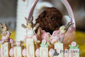 Photo №3. Caniche naine rouge et nouilles jouet. Serbie