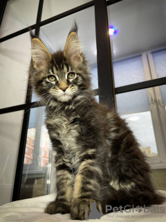 Photo №3. Chatons Maine coon en bonne santé disponibles maintenant. Allemagne