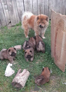 Photo №4. Je vais vendre chow-chow en ville de Šid.  - prix - négocié