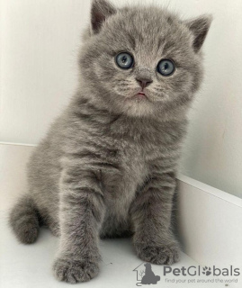 Photo №2 de l'annonce № 90832 de la vente british shorthair - acheter à Allemagne annonce privée