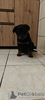 Photo №2 de l'annonce № 126692 de la vente rottweiler - acheter à Pologne annonce privée