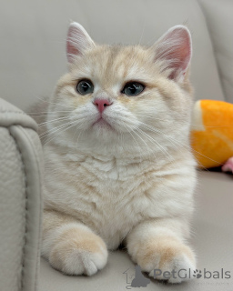Photo №2 de l'annonce № 158454 de la vente british shorthair - acheter à Allemagne annonce privée