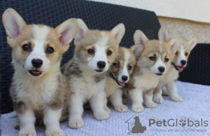 Photo №4. Je vais vendre welsh corgi en ville de Bajša.  - prix - négocié