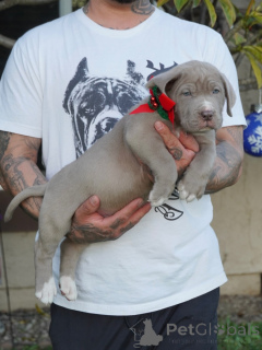 Photo №3. Rencontrez Duke, le gentil gardien au cœur d'or. Allemagne