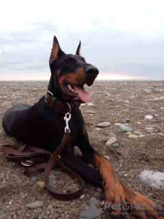 Photo №1. dobermann - à vendre en ville de Tbilissi | négocié | Annonce №30288