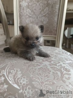 Photo №3. Poméranie allemande, Archie. Fédération de Russie