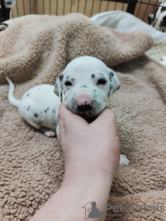 Photos supplémentaires: Superbes chiots Dalmatien taches noires ou hépatiques