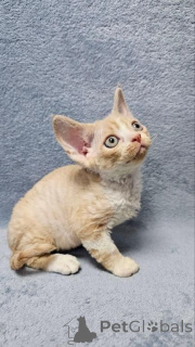 Photo №1. devon rex - à vendre en ville de Viehausen | 350€ | Annonce № 171024