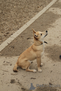 Photo №3. Un merveilleux chiot renard de 6 mois est en cours d'adoption.. Fédération de Russie