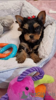 Photo №1. yorkshire terrier - à vendre en ville de New york | 237€ | Annonce №112309