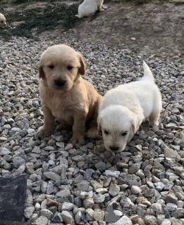 Photo №3. Chiots Golden Retriever à adopter. Allemagne