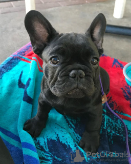 Photo №4. Je vais vendre bouledogue en ville de Гамбург. annonce privée - prix - 404€
