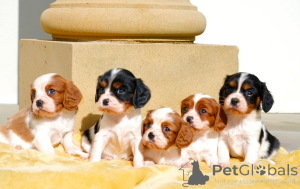 Photo №1. cavalier king charles spaniel - à vendre en ville de Vasa | 300€ | Annonce №167376