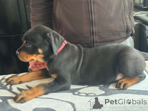 Photo №2 de l'annonce № 168900 de la vente rottweiler - acheter à La finlande 